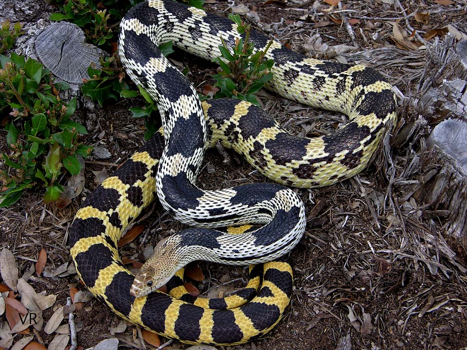 Durango Mountain
                  Pine Snake