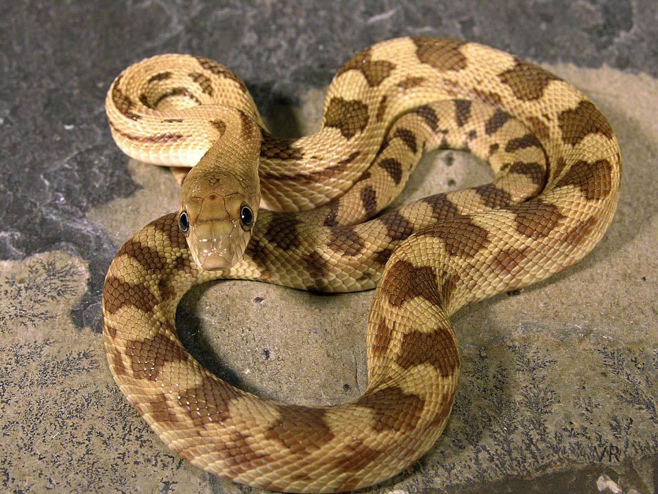 Durango Mountain Pine Snake