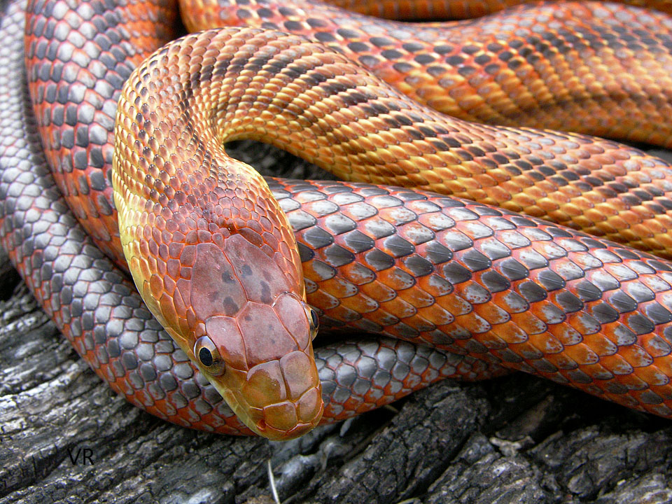 Metallic Bairds Rat
                  Snake