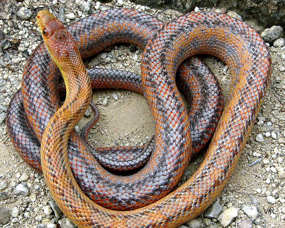 Metallic Rat Snake