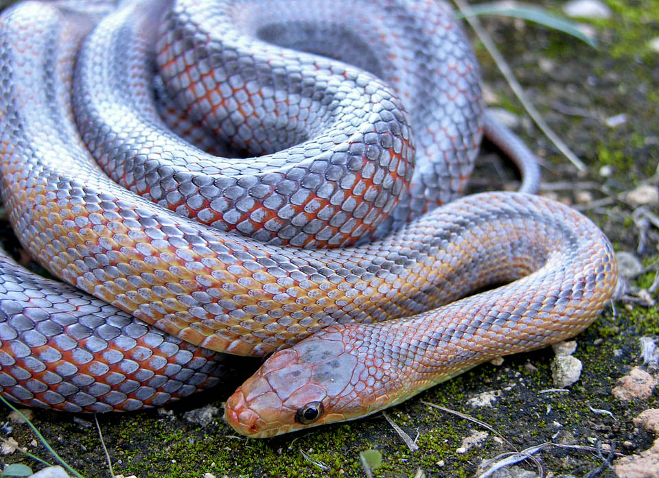 Metallic Rat Snake